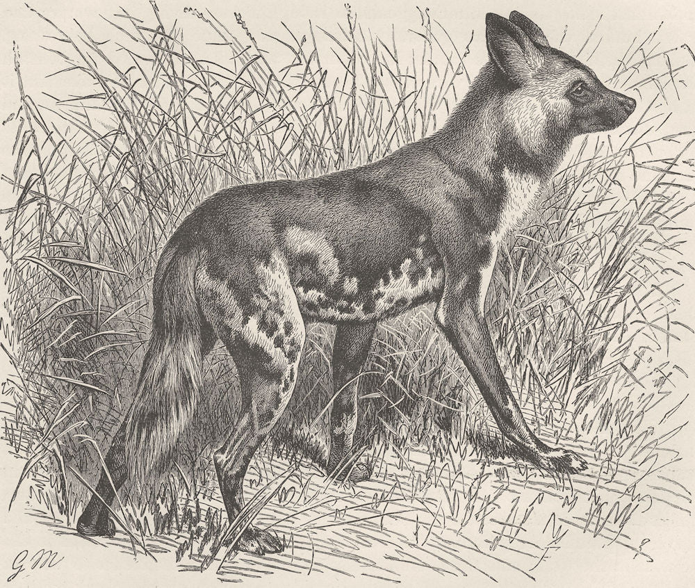 DOGS. Cape hunting-dog 1893 old antique vintage print picture